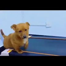 Blurred Dog motivation meme template