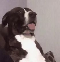 Blurred Confused Dog GIF meme template