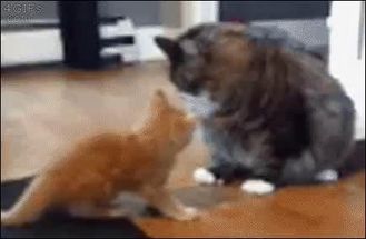 Blurred cat fighting big cat meme template