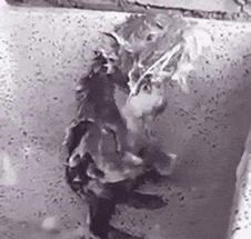 Blurred rat shower meme template