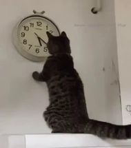 Clock Cat meme