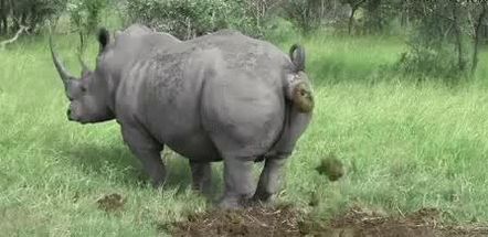 Blurred Taking a dump meme template