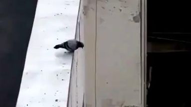 Blurred Pigeon jumping off roof meme template