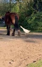 Blurred Horse hits goose gif meme template