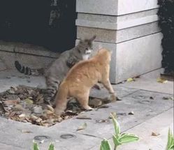Blurred Cat fight meme template
