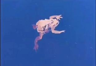 Blurred Fading frog meme template