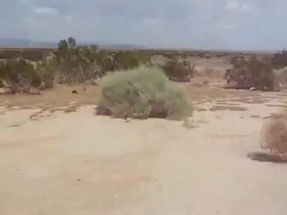 Blurred tumbleweed meme template