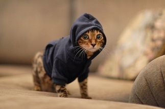 Hoody Cat meme