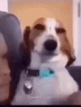 Blurred What da dog doin meme template