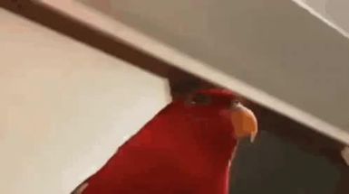 Blurred Red Birb Gumi Wue Wue Wue and Staring GIF meme template