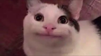 Blurred Beluga Cat meme template