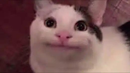 Beluga Cat meme template