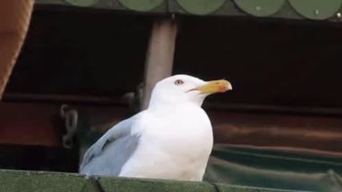 Blurred screaming seagull meme template