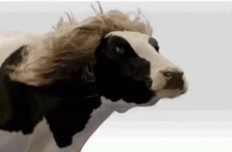 Blurred Cow with hair meme template