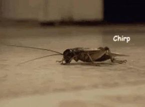 Crickets meme