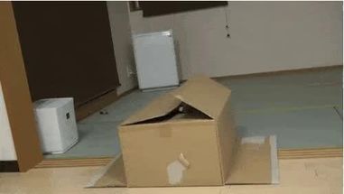 Blurred cat meme template