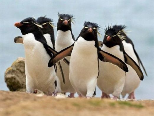 penguin-gang-meme-template-pi-ata-farms-the-best-meme-generator-and