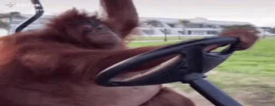 Blurred orangutan driving a golf cart meme template