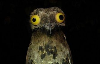 Weird Stuff I Do Potoo meme