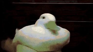 Blurred Initial duck modified this duck gif meme template
