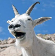 Laughing Goat meme