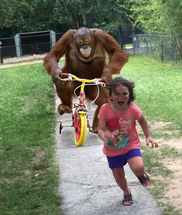 Blurred Orangutan chasing girl on a tricycle meme template