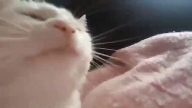 Blurred catjam meme template