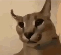 Blurred dloppa meme template