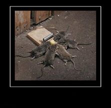 Blurred Teamwork Rats meme template