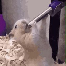 Blurred Hamster sucking water bottle meme template