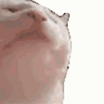 Blurred Cat nodding meme template