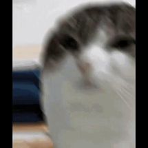 Blurred wawa cat meme template