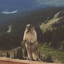 Blurred Screaming Marmot meme template