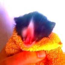 Blurred Cat has something to say meme template