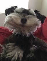 Blurred It is Tuesday meme template