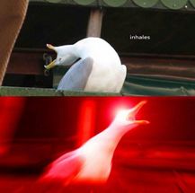 Inhaling Seagull meme