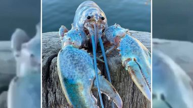 Blurred Blue Lobster / Lobstered meme template