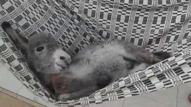 Blurred relax meme template