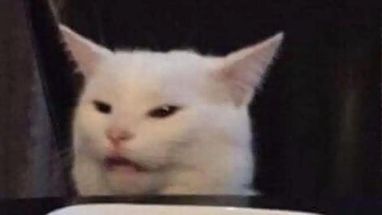 Blurred White cat meme template