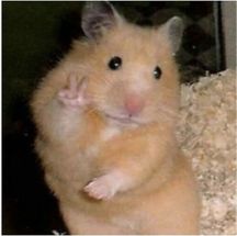 Blurred Peace Sign Hamster meme template